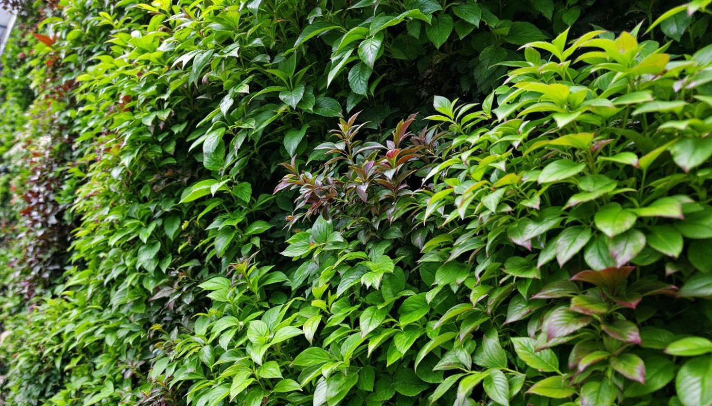 Jardins verticaux intérieurs conception et entretien d'un mur végétal pour espaces réduits